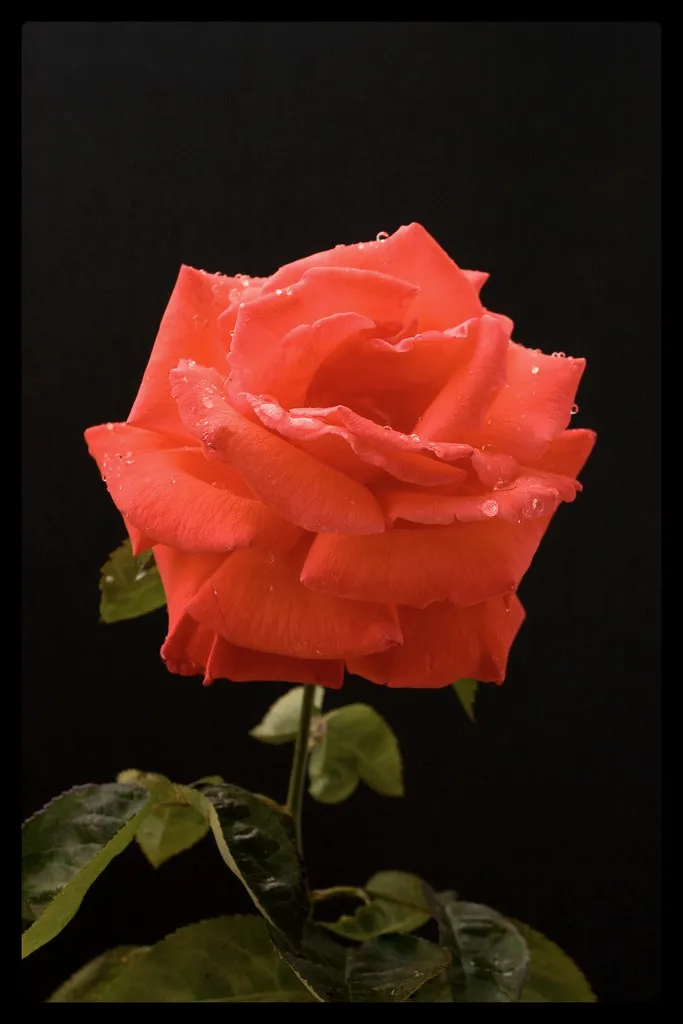 Une rose rouge profond sur fond sombre