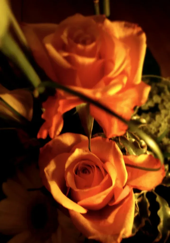 Velours: Roses ambrées au fini velouté